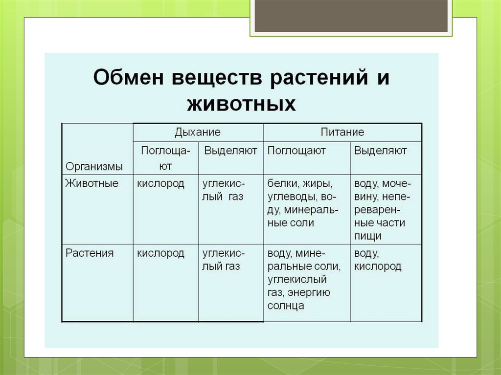 Выделяет жизнедеятельность. Органы дыхания простейших таблица. Выделение продуктов жизнедеятельности функции описание таблица. Органный уровень таблица.