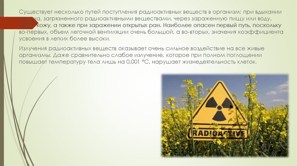 Что является основным источником естественного радиационного фона. Радиоактивные вещества воздействие на человека и природу. Радиоактивные вещества воздействие на природу. Влияние радиоактивности на природу. Радиоактивное излучение на живые организмы презентация.