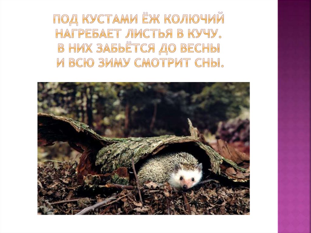 Под кустами ёж колючий нагребает листья в кучу. В них забьётся до весны и всю зиму смотрит сны.