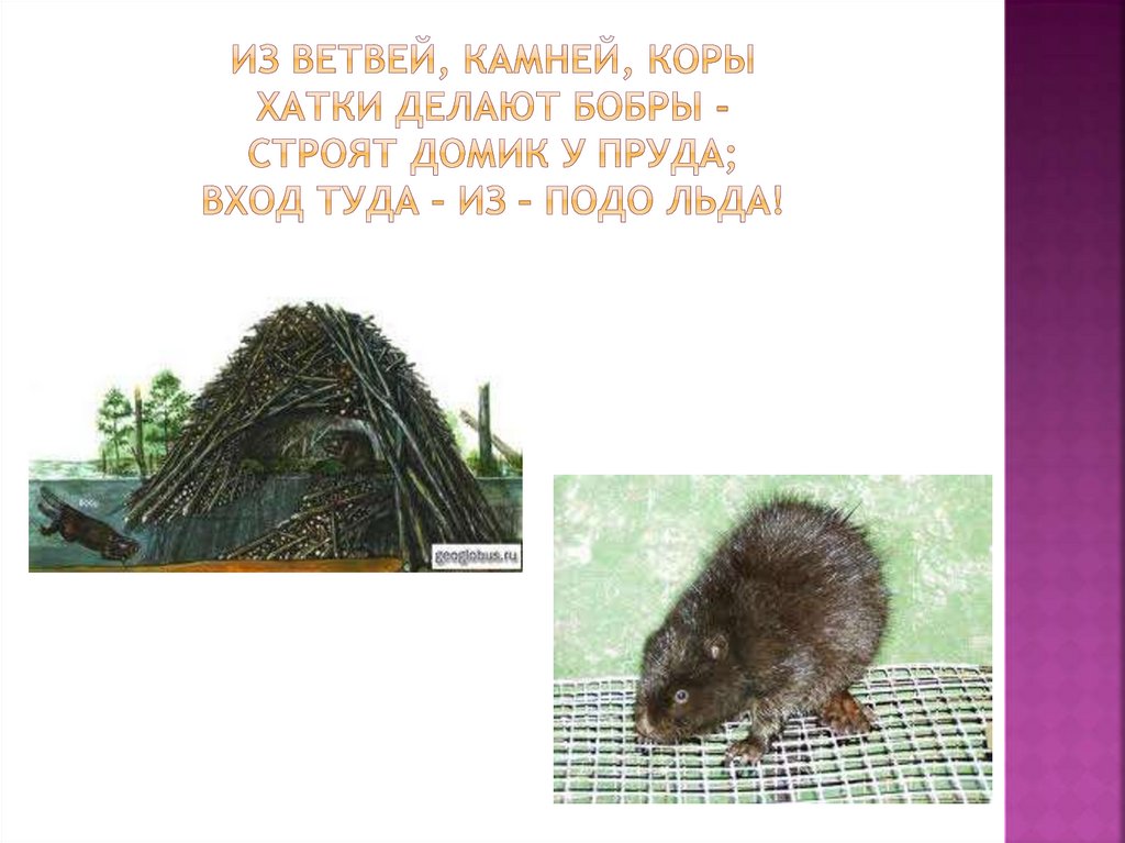 Из ветвей, камней, коры хатки делают бобры - Строят домик у пруда; вход туда – из – подо льда!