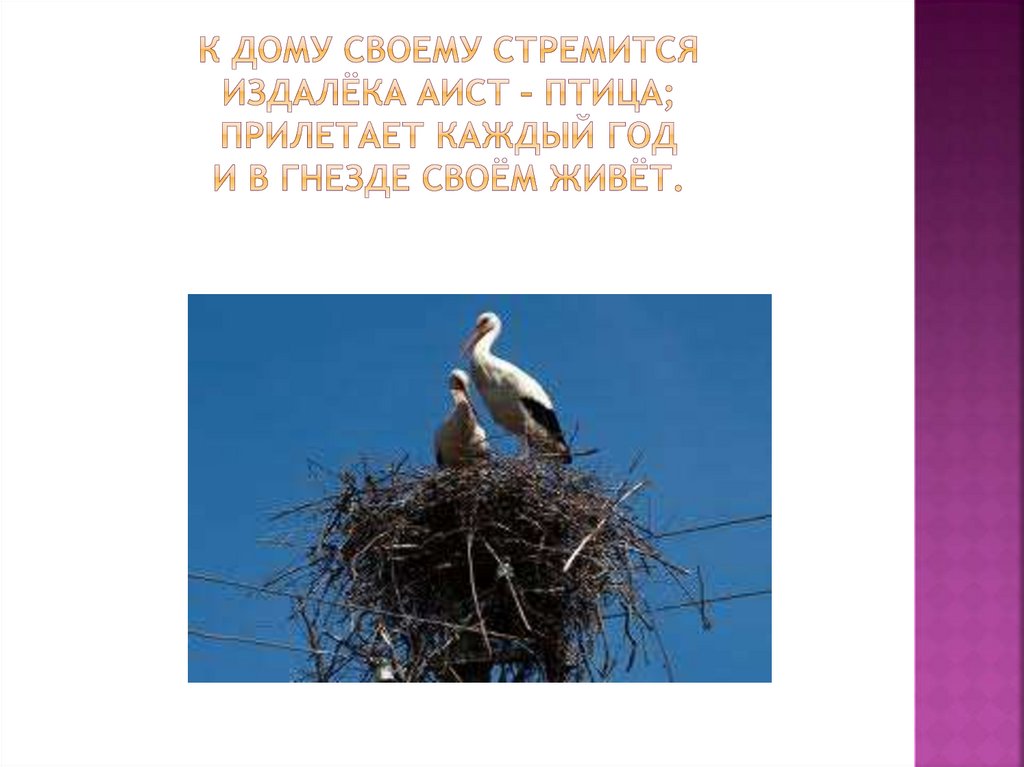 К дому своему стремится издалёка аист – птица; прилетает каждый год и в гнезде своём живёт.