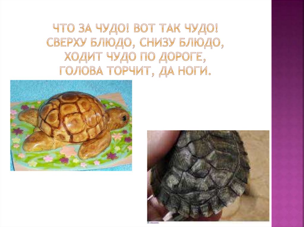 Что за чудо! Вот так чудо! Сверху блюдо, снизу блюдо, Ходит чудо по дороге, Голова торчит, да ноги.