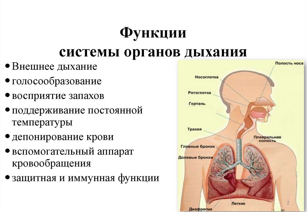 Носоглотка бронхи гортань носовая полость легкие трахея. Функции системы дыхания. Органы дыхательной системы и их функции. Функция полости носа в дыхательной системе. Носовая полость дыхательная система.