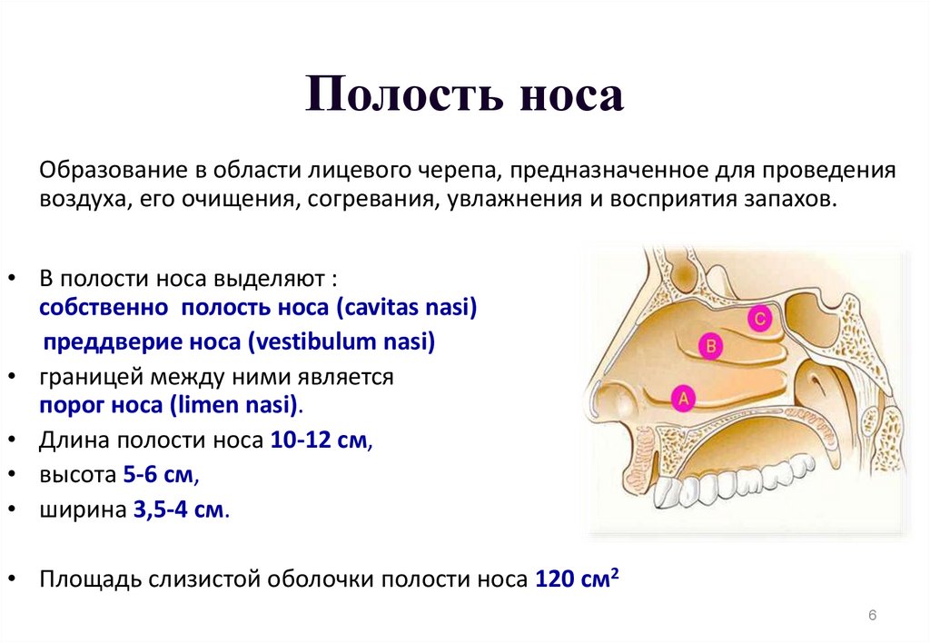 Полость носа анатомия строение. Строение и функции носа и носовой полости.