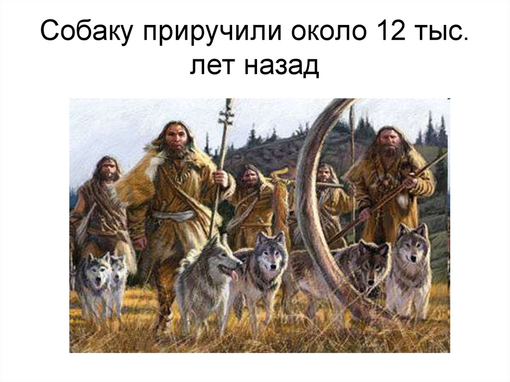 Собаку приручили около 12 тыс. лет назад