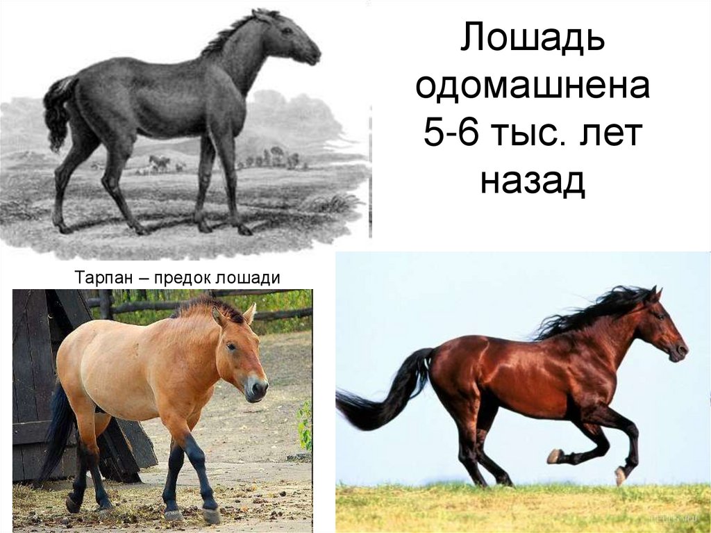 На каком коне похож. Человек приручил лошадь. Когда человек приручил лошадь. Когда человек одомашнил лошадь. Первые одомашненные животные лошади.