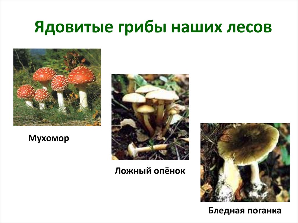 Ядовитые грибы наших лесов