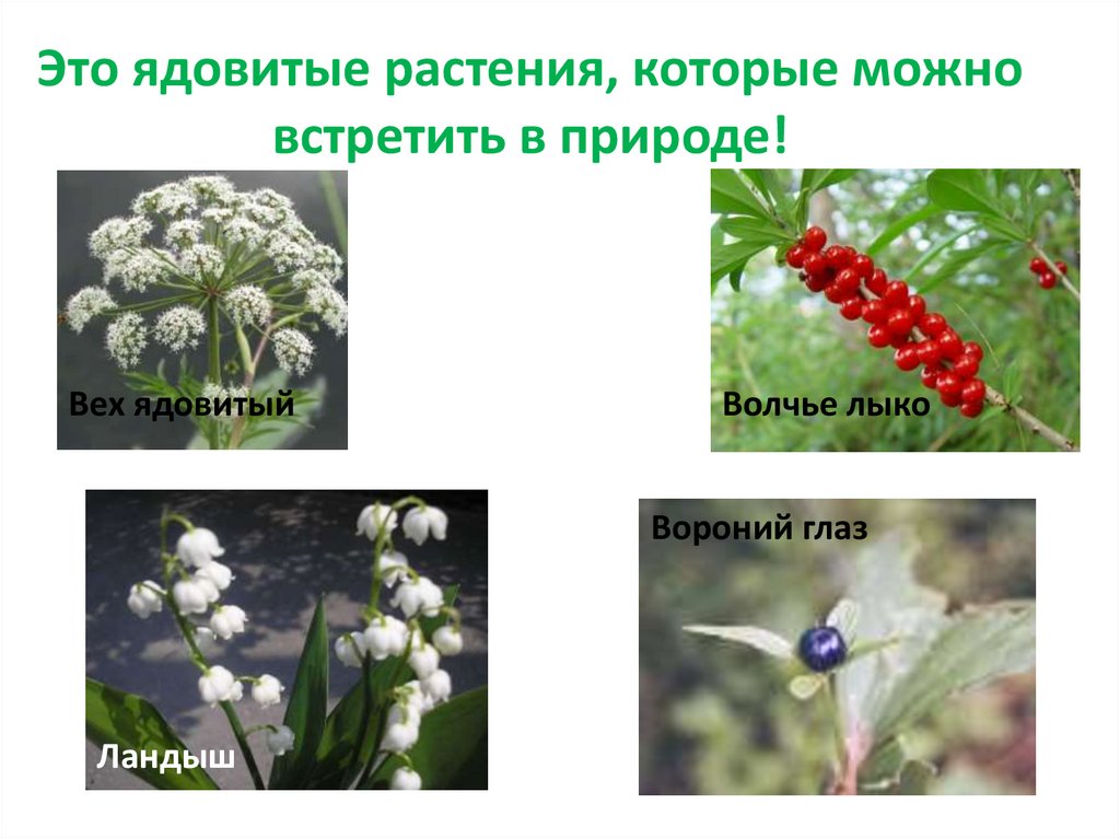 Это ядовитые растения, которые можно встретить в природе!