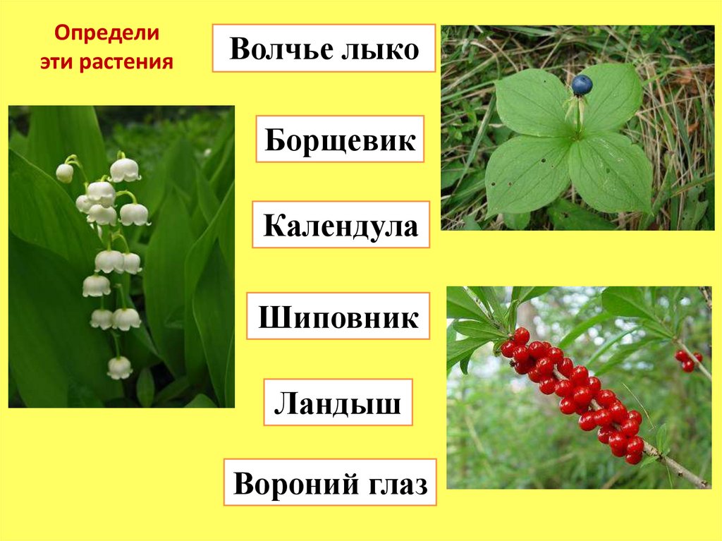 Выберите 3 растения. Ядовитые растения Ландыш, Волчье лыко, Вороний глаз. Лекарственные растения это подорожник Волчье лыко валериана. Волчье лыко и Волчий глаз. Ландыши купальница Волчье лыко.