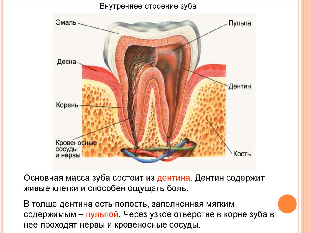 Какую функцию выполняет шейка зуба. Внутреннее строение зуба 8 класс биология. Строение зуба человека. Схема строения зуба. Структура строение зуба.