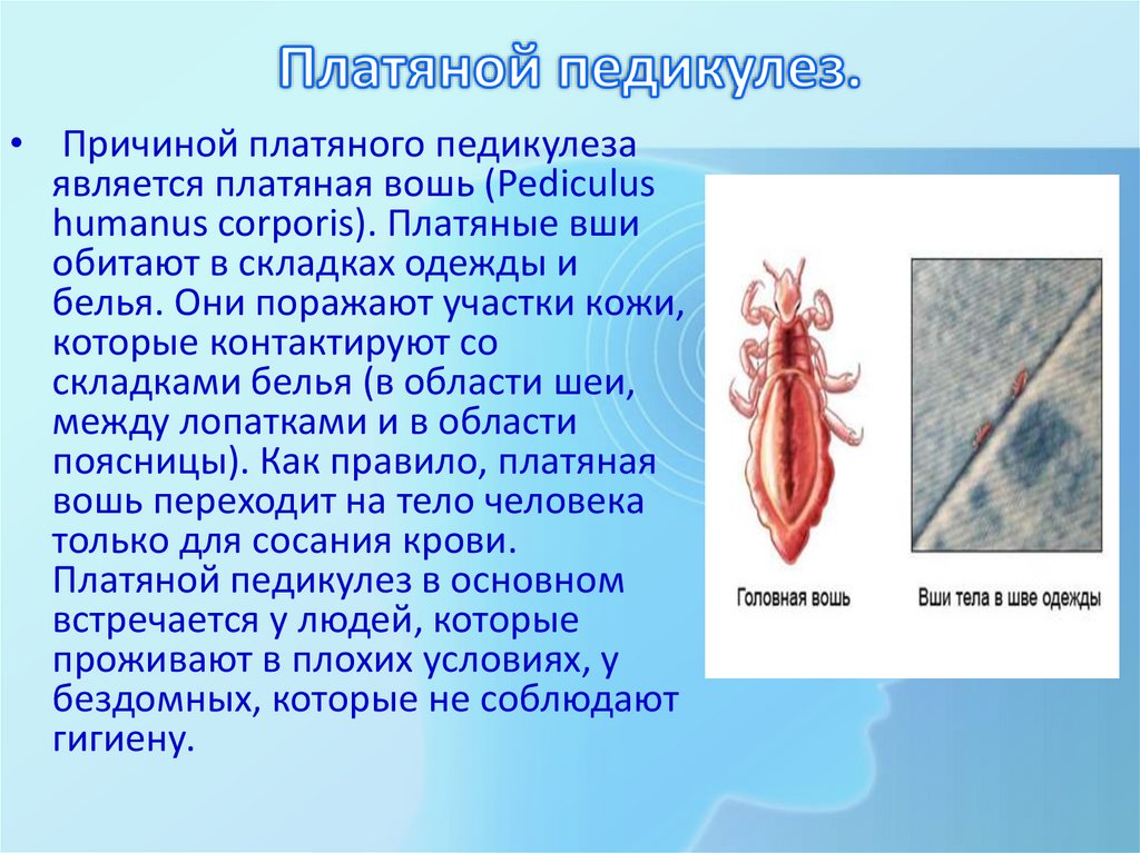 Педикулез мкб 10. Является причиной педикулёза. Инфоурок педикулёз.