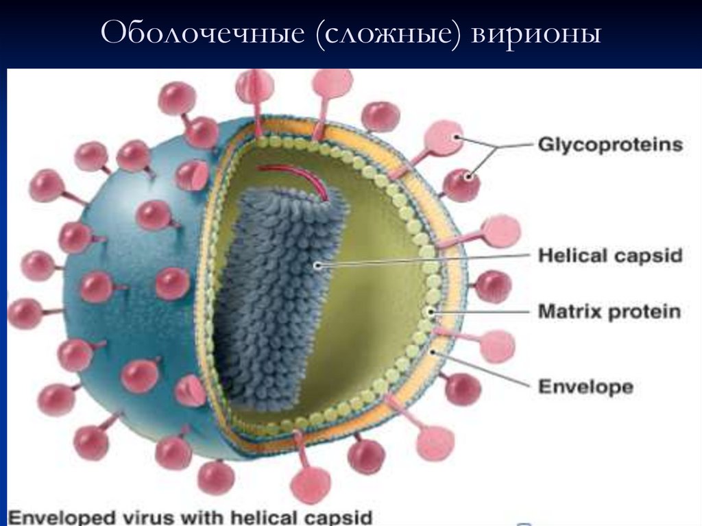 Сложные строения имеют