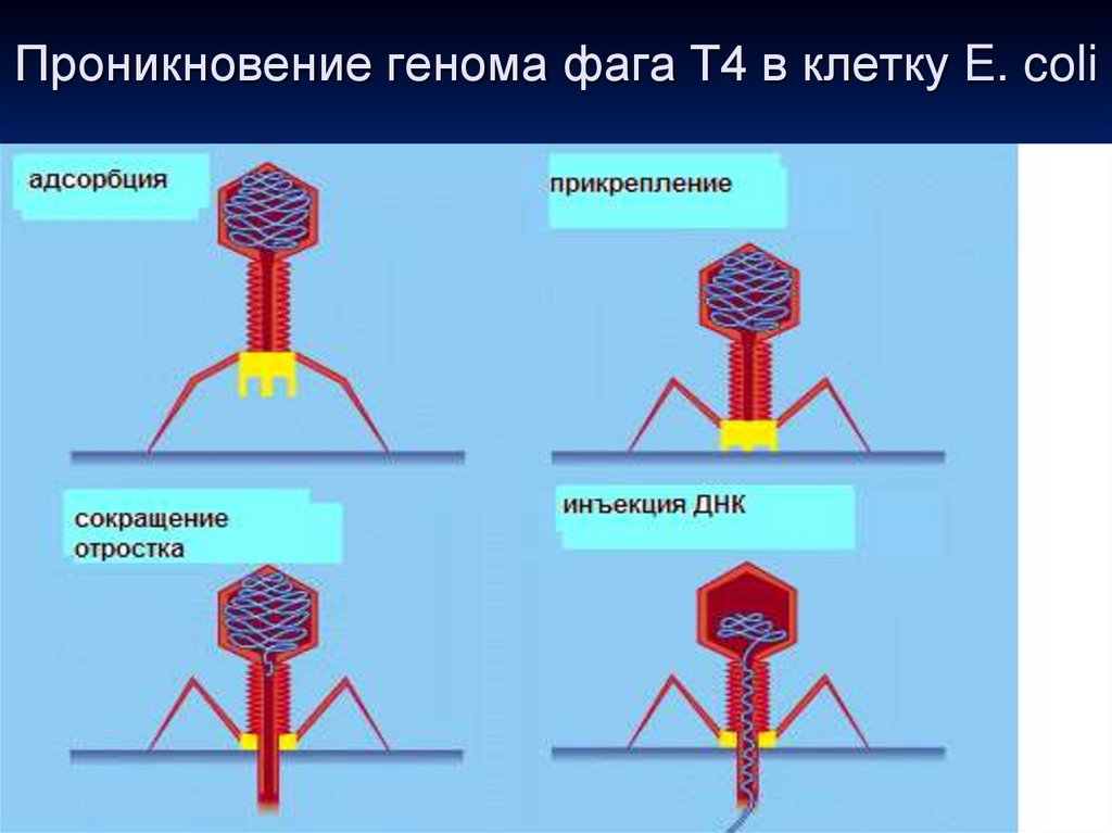 Вирусы и бактерии геометрическая форма презентация