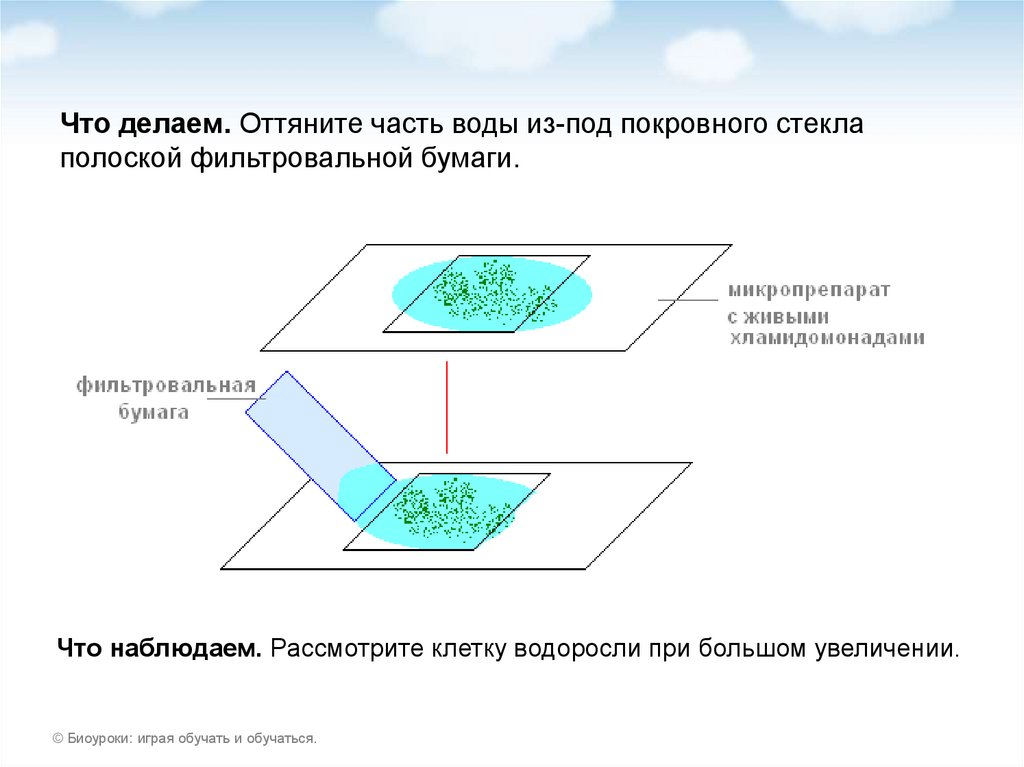 Биоуроки