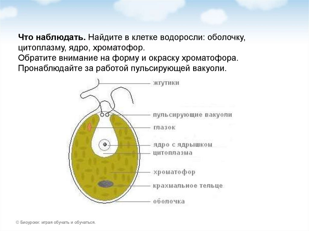 Одноклеточная водоросль хламидомонада. Строение хламидомонады. Клетка хламидомонады. Ядро хламидомонады.