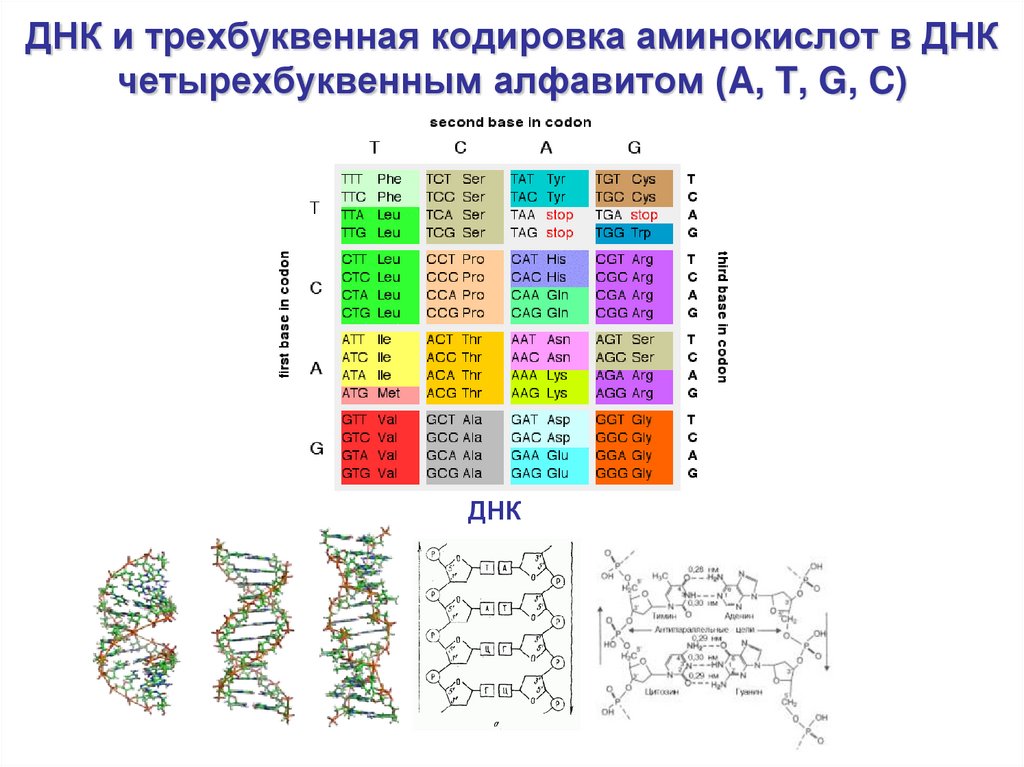 C днк. Кодирование аминокислот ДНК. Трехбуквенные названия аминокислот. Однобуквенная кодировка аминокислот. Трехбуквенные коды аминокислот.