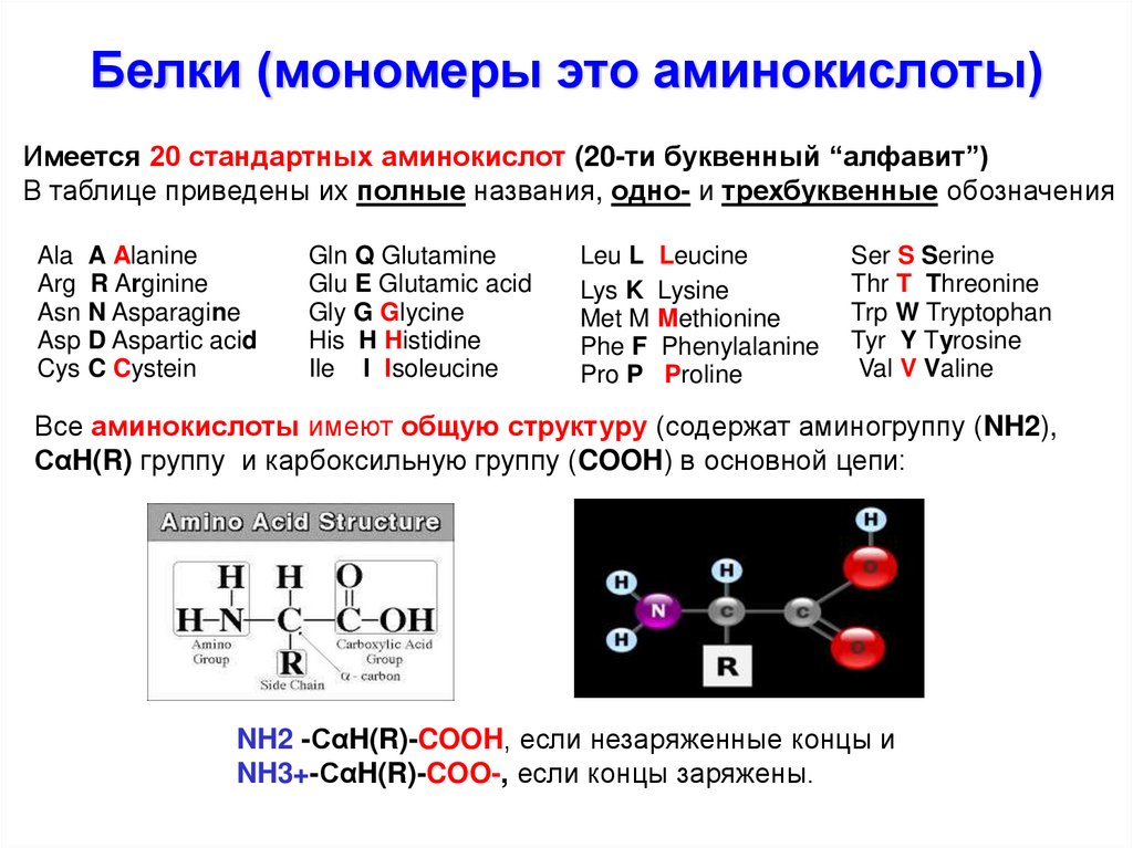 Белки состав мономеры