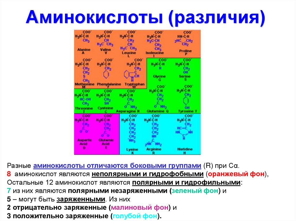 Химические элементы аминокислот. Неполярные гидрофильные аминокислоты. Неполярные незаряженные аминокислоты. Неполярные аминокислоты список. Сходства и различия между Альфа аминокислоты.