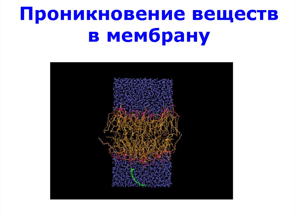 Биополимеры картинки для презентации.