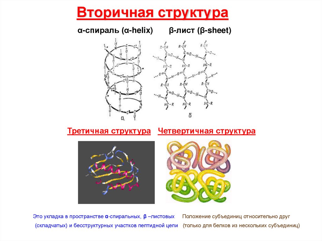 Определи рисунок на котором представлена вторичная структура белка