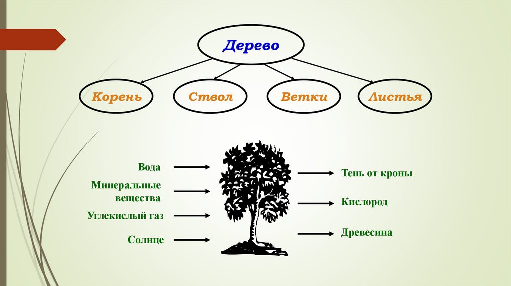 Корень дерева это 4. Элементы дерева. Дерево корень ствол ветки листья. Система дерева. Части дерева.
