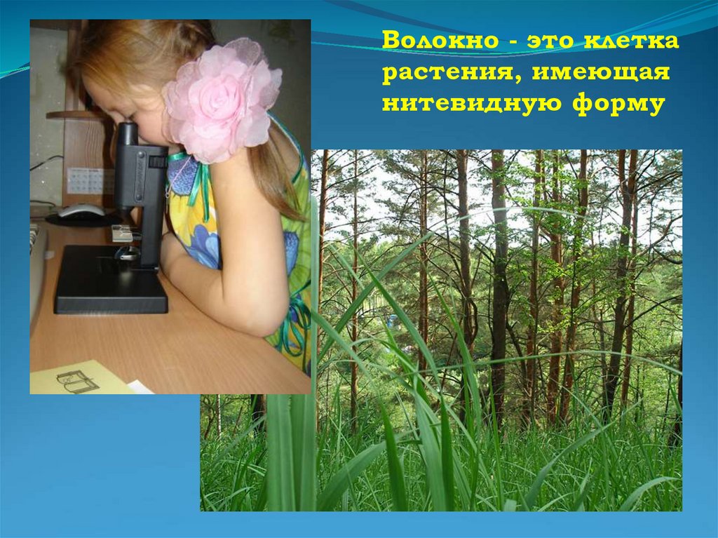 «Растительные волокна» - презентация онлайн