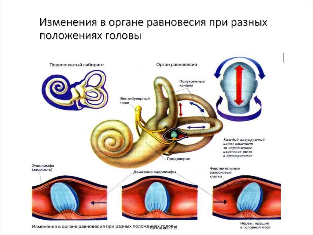 Слуховые рецепторы находятся в органе. Изменение в органе равновесия при разных положениях головы. Вестибулярный аппарат внутреннего уха. Орган равновесия вестибулярный аппарат. Строение анализатора органа равновесия.