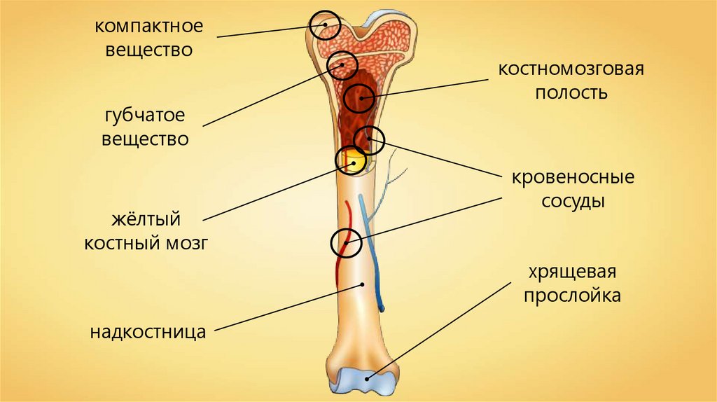 Строение кости человека рисунок