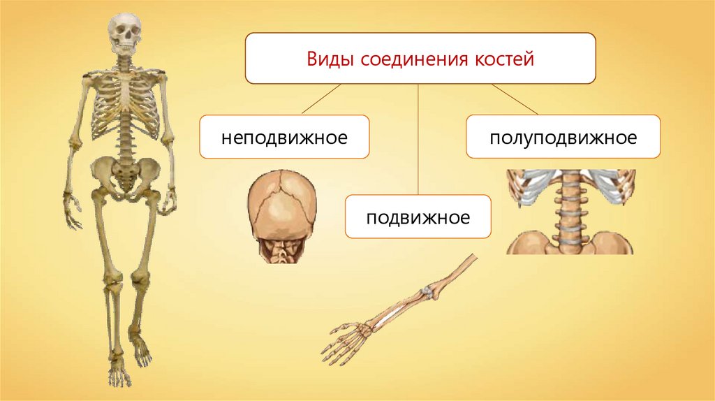 Презентация строение состав и соединение костей 8 класс презентация