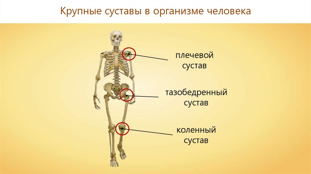Названия суставов человека