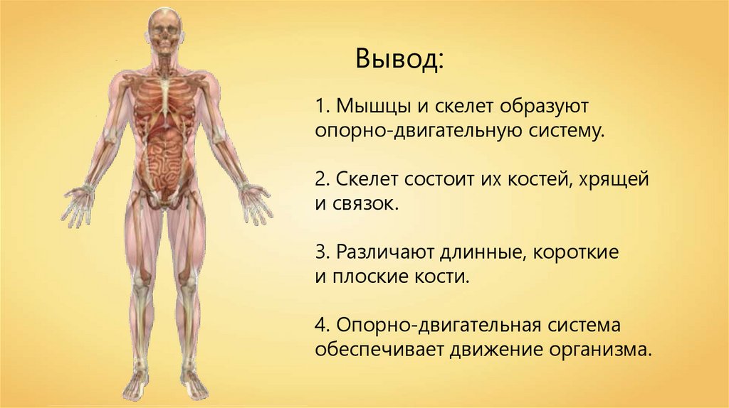 Двигательная система человека 4 класс. Опорно двигательная система скелет и мышцы. Опорно-двигательная система человека состоит из скелета и мышц. Строение опорно-двигательной системы человека (мышечная система).. Опорно двигательная система строение скелета.