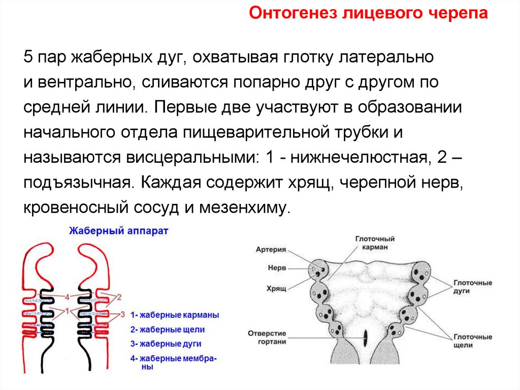 5 пар. Жаберный аппарат гистология. Жаберный аппарат и его производные в пищеварительной системе. Жаберный аппарат таблица. Формирование жаберного аппарата.