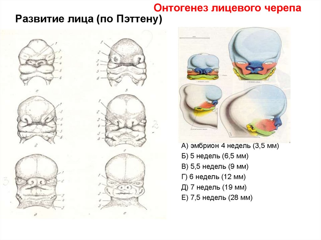 Развитие лицевой области. Формирование лицевого черепа. Этапы формирования лица. Эмбриональное развитие черепа.