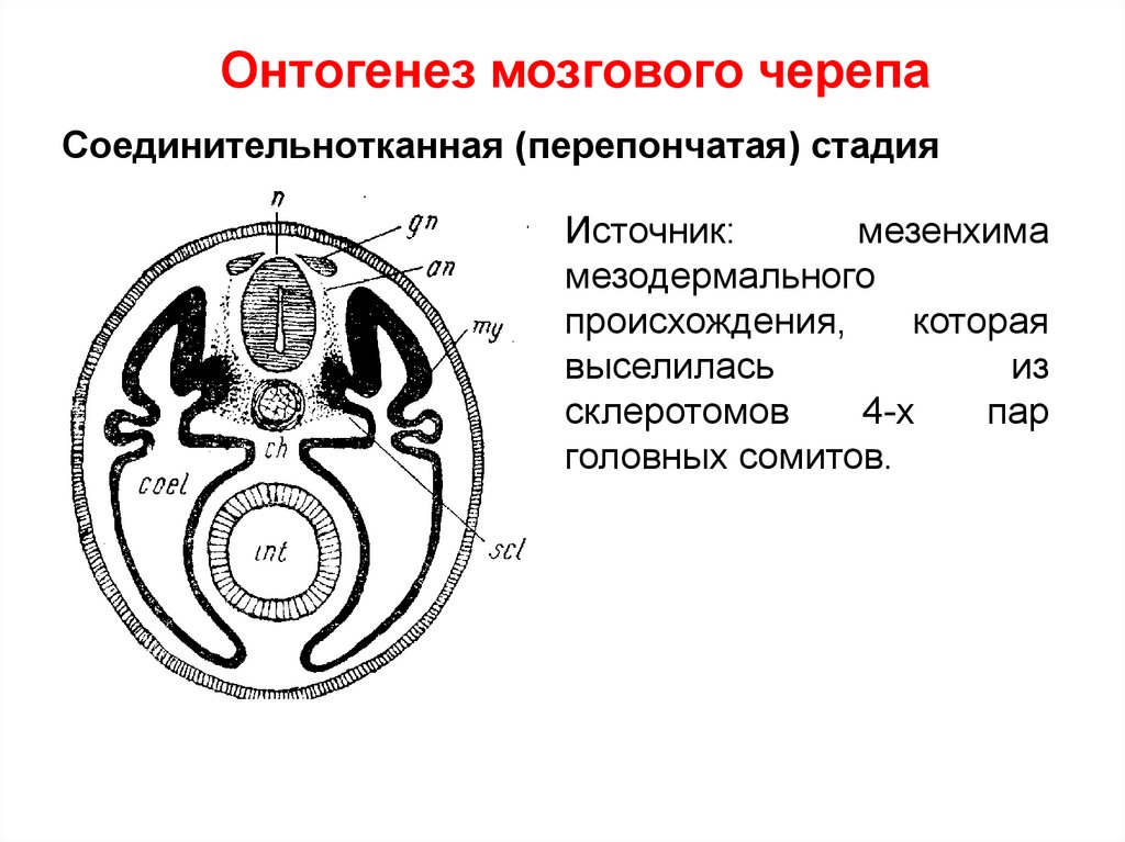 Память в онтогенезе. Онтогенез мозгового черепа. Перепончатая стадия развития черепа. Головные сомиты. Онтогенез черепа анатомия.