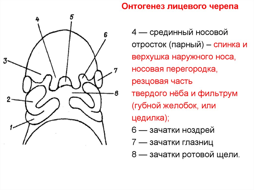 Развитие черепа в онтогенезе. Онтогенез лицевого черепа. Резцовая кость череп. Вставочная кость черепа.