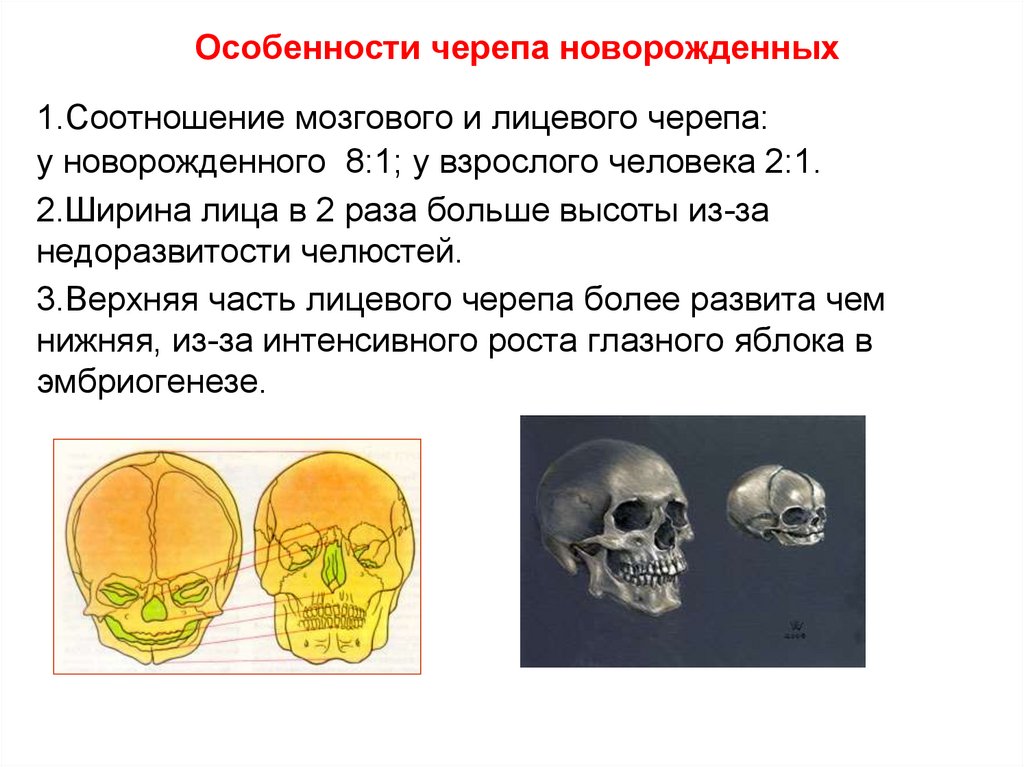 Соотношение мозгового и лицевого черепа. Соотношение лицевого и мозгового черепа у детей. Отличительные признаки черепа новорожденного. Соотношение лицевого и мозгового черепа у взрослых. Особенности строения черепа.