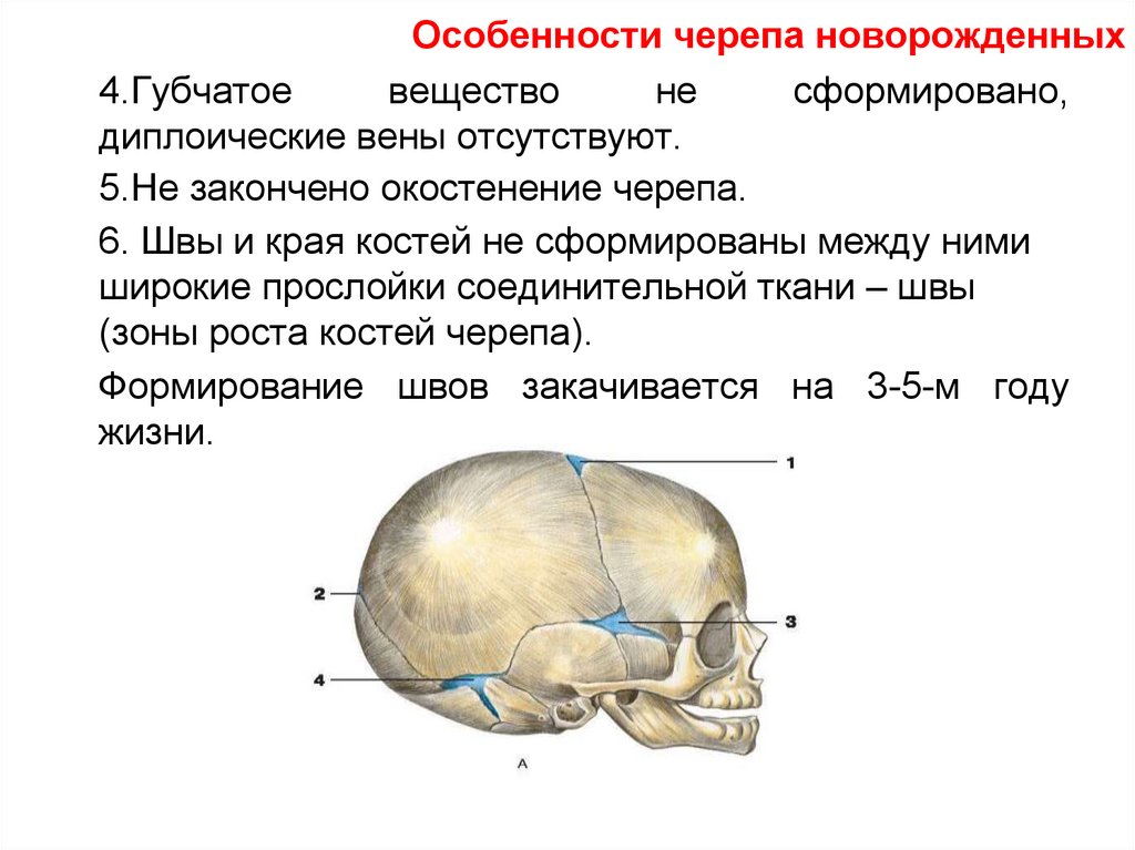 Нервы лицевого черепа