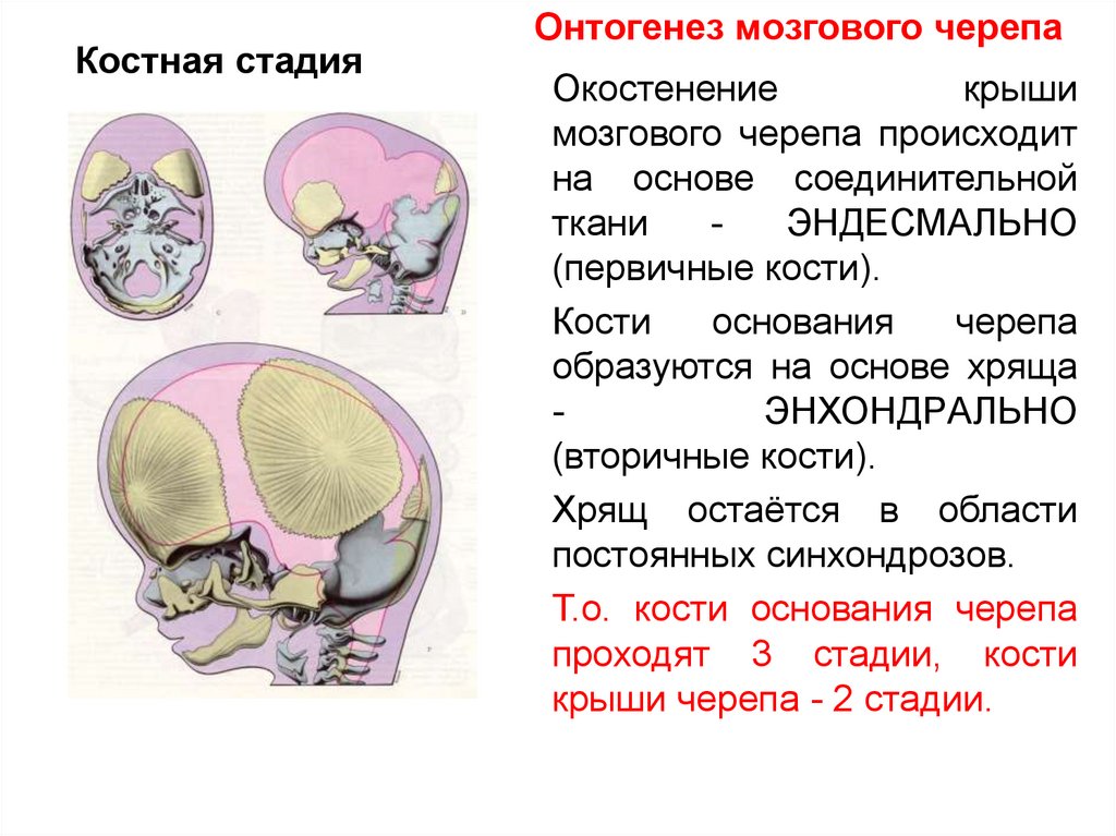 Костные ткани черепа. Стадии окостенения черепа. Окостенение костей черепа. Онтогенез мозгового черепа.