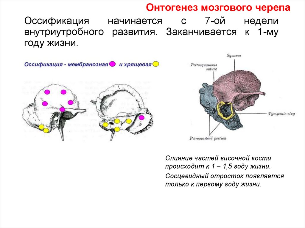 Развитие черепа в онтогенезе. Развитие мозгового черепа. Онтогенез черепа. Развитие мозгового отдела черепа. Кости мозгового черепа развитие.