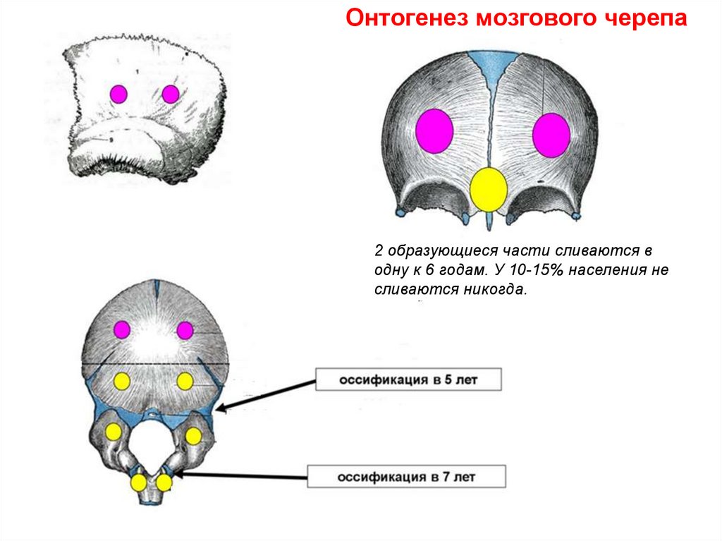 Развитие черепа. Филогенез мозгового черепа. Онтогенез черепа. Онтогенез мозгового черепа. Развитие черепа в онтогенезе.