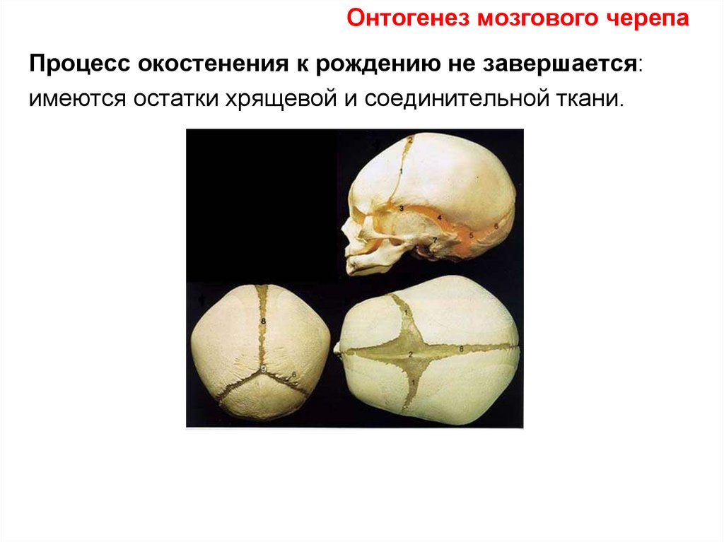 Развитие черепа в онтогенезе. Окостенение костей черепа. Онтогенез мозгового черепа. Окостенение хрящей черепа.