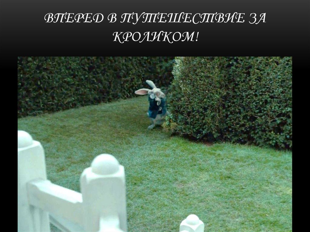 Вперед в путешествие за кроликом!