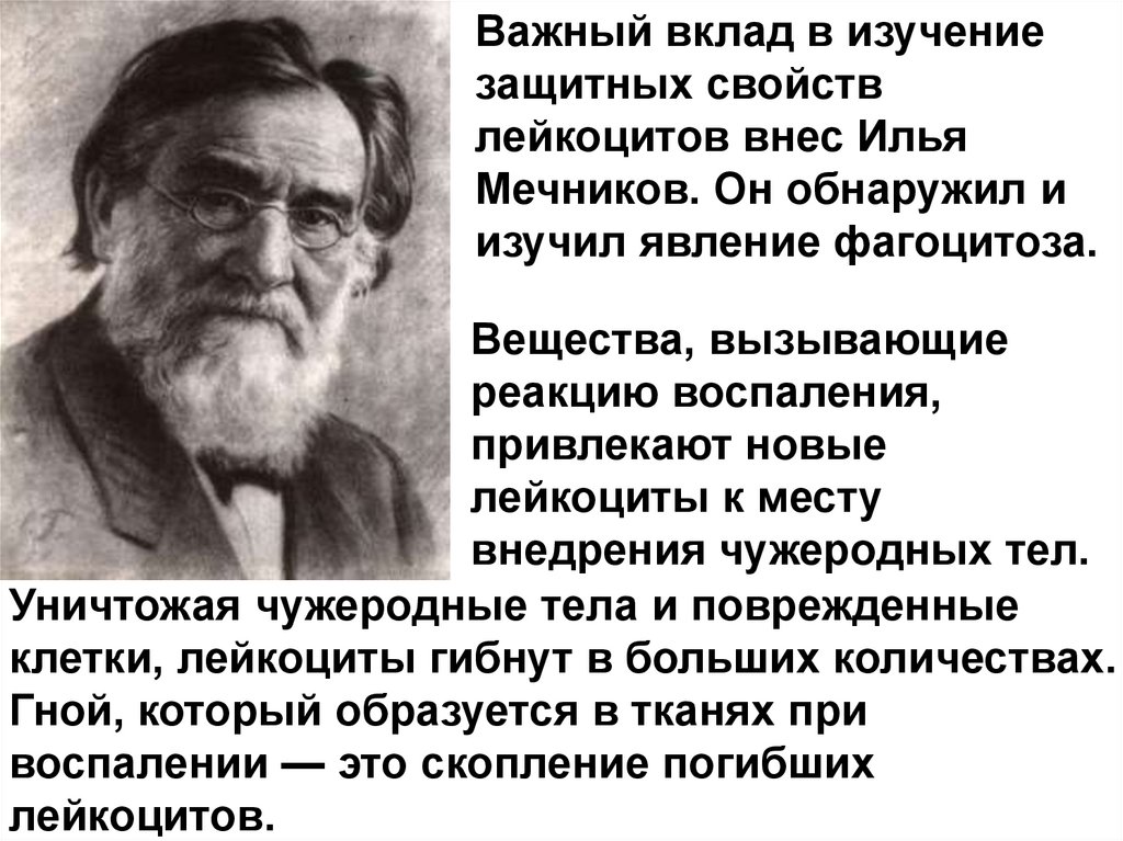 Вклад исследования. Вклад Мечникова в изучение воспаления. Мечников вклад в биологию. Илья Мечников вклад в биологию. Илья Мечников вклад в биологию 8 класс.