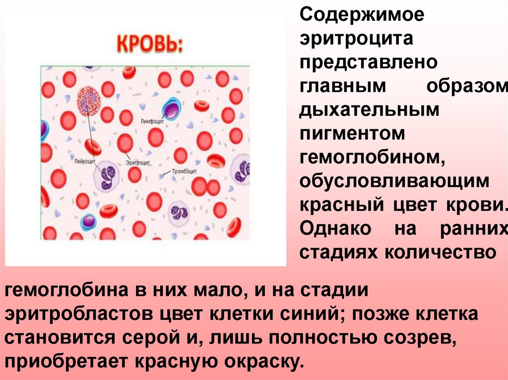 Эритроцит функции клетки. Клетки крови. Расположение клеток крови. Строение клетки крови. Пигмент эритроцитов.