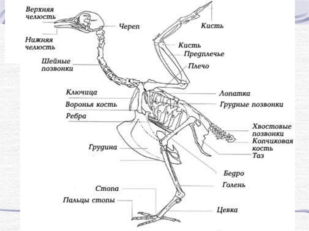 Строение ноги птицы. Скелет цыпленка. Как называются ноги у птиц. Голень птицы строение.