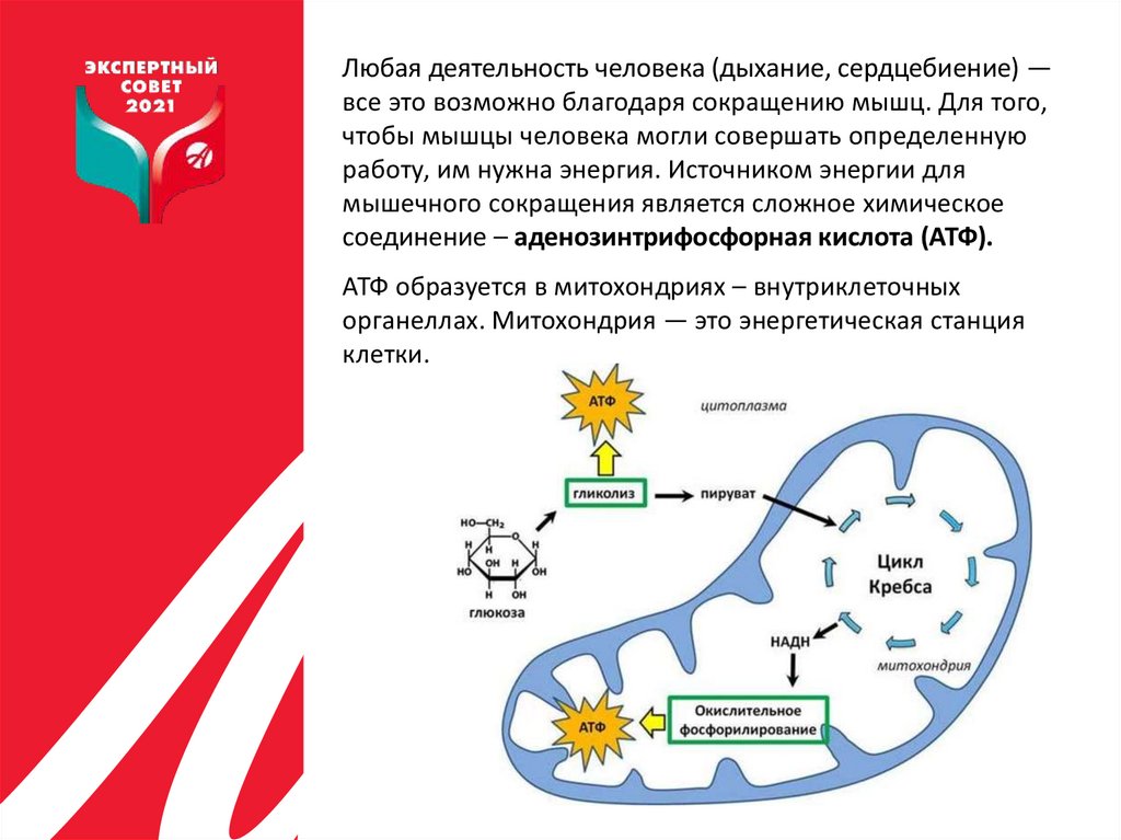 Бад к пище «Энжект (E ngect)» - online presentation