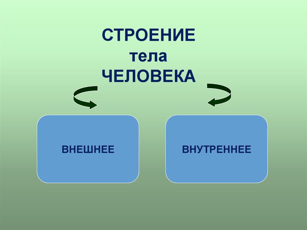 Презентации на тему организмы