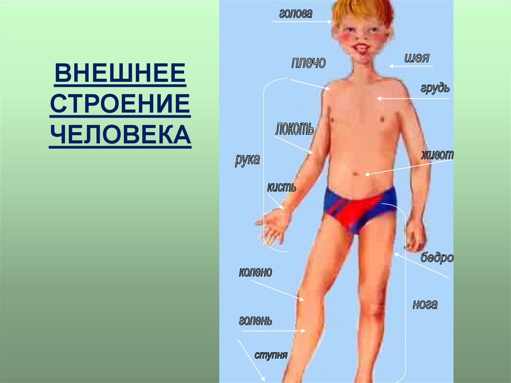 Внешнее строение тела. Строение ребенка. Наружное строение человека. Sytiytt строение человека. Внешнее строение человека схема.