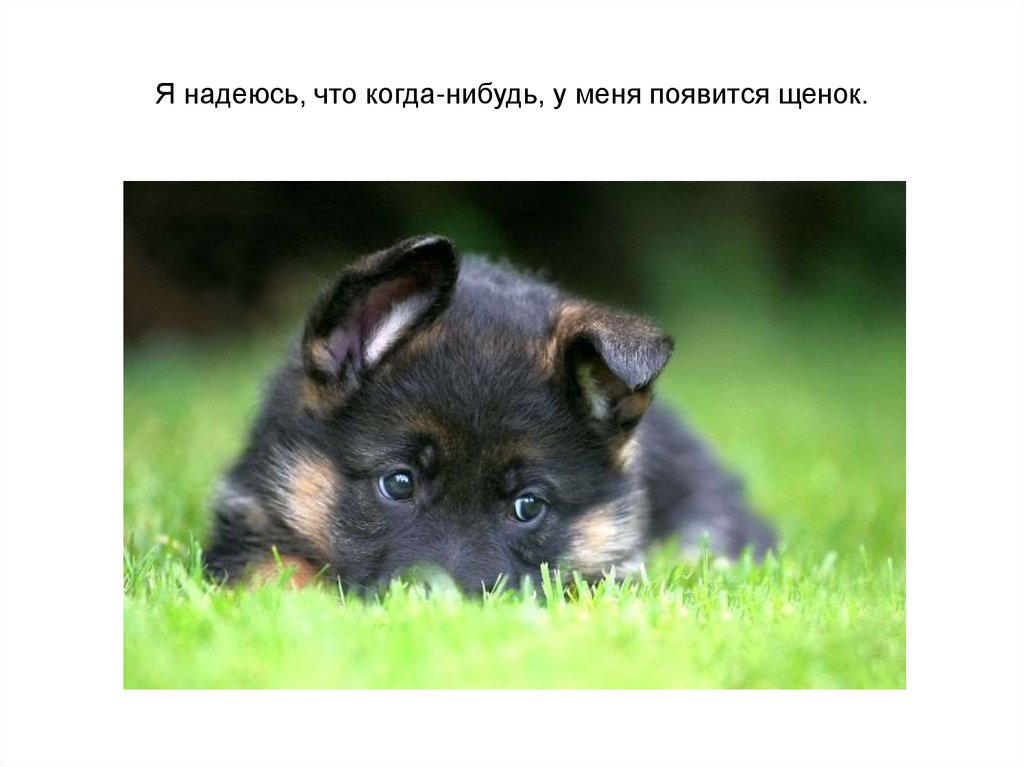 Я надеюсь, что когда-нибудь, у меня появится щенок.