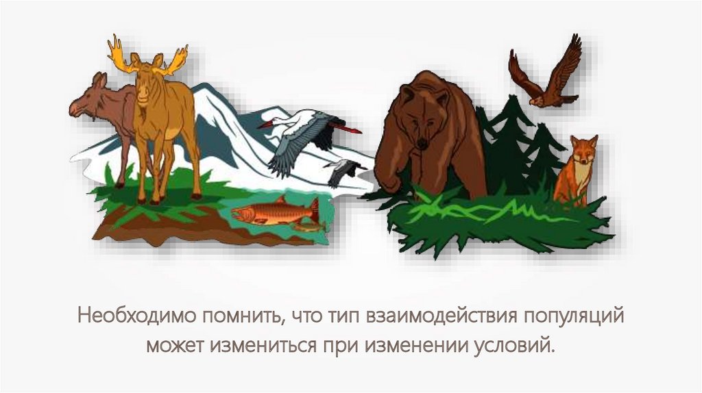 Взаимодействие особей. Типы взаимодействия популяций. Взаимодействие популяций разных видов. Взаимоотношения популяций разных видов. Взаимоотношения организмов в популяциях.